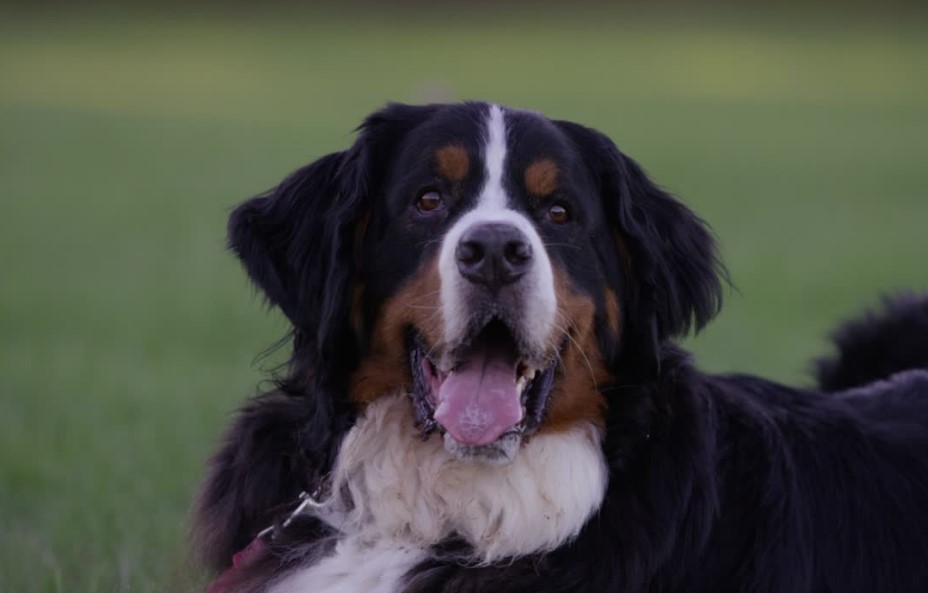 Playful Bernese looking at the camera